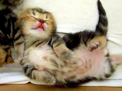 Sleeping-Dancing-Kittens---