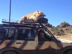 Tiger-finds-a-good-bed-even