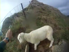 Worst-Sheep-Rescue-Ever---Y