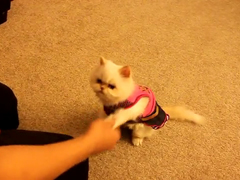 Cat-training--Marie-learns-