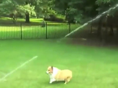 Dogs-vs-Sprinklers-[Compila