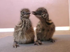 EMU-WEEK-~-Day-5---Chicks-l