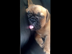 French-bulldog-puppy-magic-