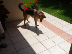 Funny-dog-tries-to-stomp-ou
