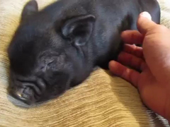 Micro-pig-on-bed-enjoys-hav