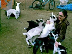 Soft-baby-goat-love-pile---