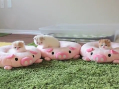 Three-Piglet-Kittens---YouT