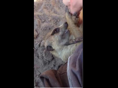 Tickling-a-Meerkat---YouTub