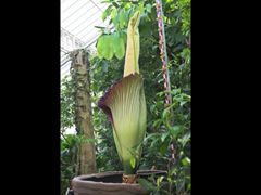 Time-Lapse-Amorphophallus-t