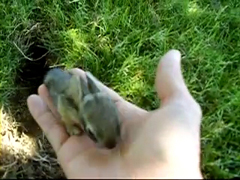 baby-rabbits-in-my-backyard