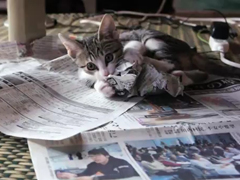 新聞で暴れる子猫---Kitten-a