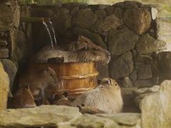 長崎バイオパーク-カピバラた