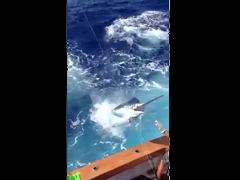 350lb-Blue-Marlin-Jumps-int