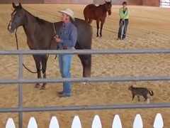 Crazy-Cat-Attacks-Horse---Y