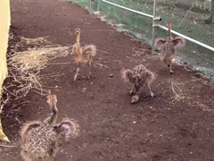 _-Dancing-baby-ostrich-(ver