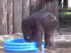 Fort-Worth-Zoo's-Baby-Eleph