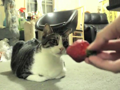 My-cat-doesn't-like-strawbe