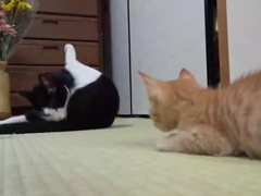 かわいらしい猫ぱんち---YouT