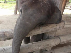 Baby-Elephant-Trying-to-Wak