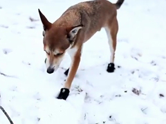 _-Dogs-in-Boots-for-First-T