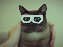 Dubstep-Cat-(stereo-skifcha