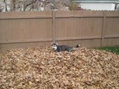 Funny-siberian-husky-playin