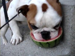 _-gus-likes-watermelon---Yo