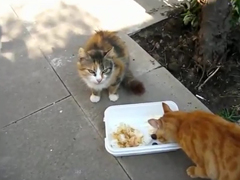 海外で日本の鰹節（猫まんま