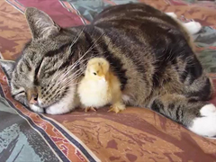 _-Chick-Sleeps-Under-Cats-C