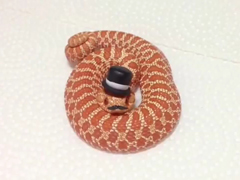 Fancypants-Hognose-Snakes--