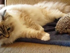 _-Kitty-sits-on-hedgehog!--