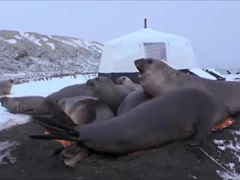 _-4-tonne-elephant-seals-cr