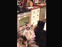 Cat-dog-popcorn-trick---You