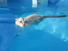 _-Funny-Cats-Who-Love-Water