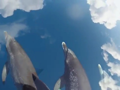 GoPro--Dolphins-In-The-Sky-
