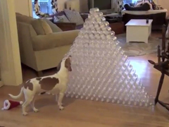 _-Best-Dog-Gift-Ever---Dog-