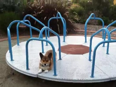 Corgi-on-a-Carousel---YouTu