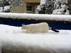 _-Funny-Cats-Playing-in-Sno