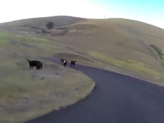 _-Longboard-Girl-Hits-Cow!-