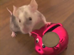 _-mouse-puts-coins-in-a-pig