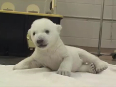Cubs-First-Steps---YouTube