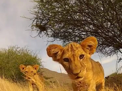 Lion-Cub-vs-GoPro---AMAZING