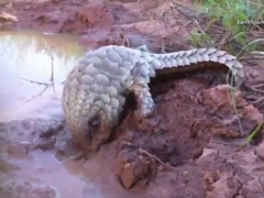 Adorable-pangolin-has-an-aw