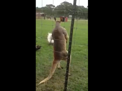 Kangaroo-on-steroids