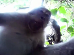 Monkey-Steals-GoPro-Hero-3-