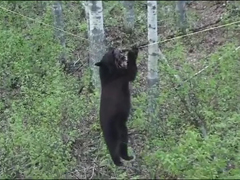Black-Bear-Attempts-Walking