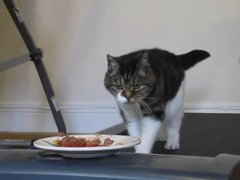 Cat-want-food!-Cat-don't-ge