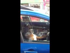 Dog-blasting-horn-(must-see