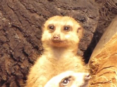 Exhausted-Meerkat-trying-no