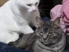 Romantic-Cat-Massage